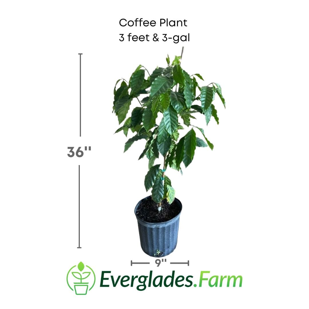 Coffee Plant from Everglades Farm
