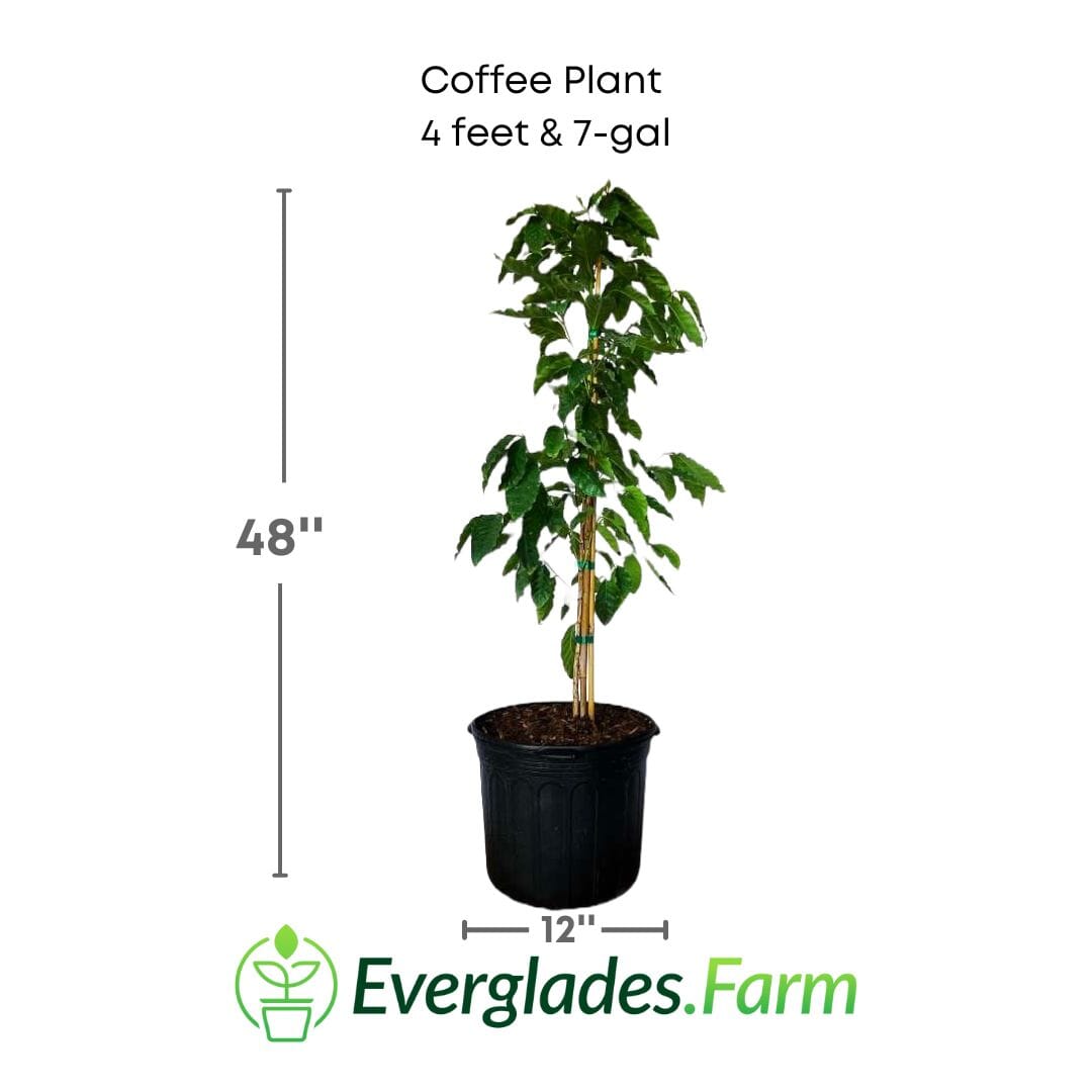 Coffee Plant from Everglades Farm
