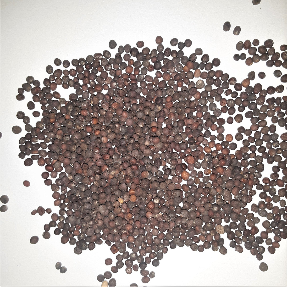 Collard Greens, Vates Heirloom Seeds, image 2 of 5