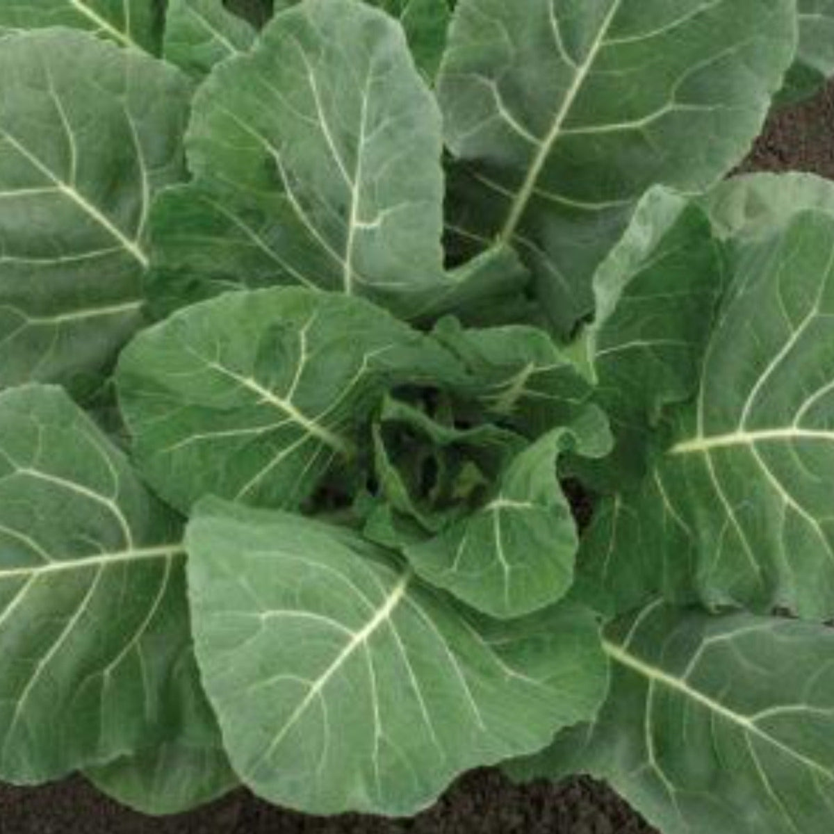 Champion Collard Greens Seeds by Papaws Garden Supply