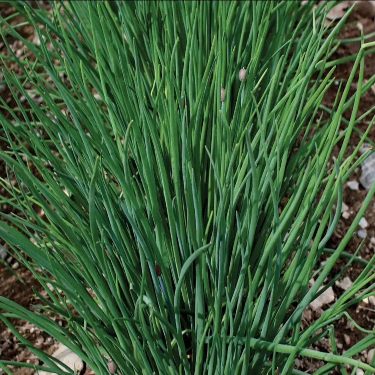 Herb, Chive Seeds by Papaws Garden Supply