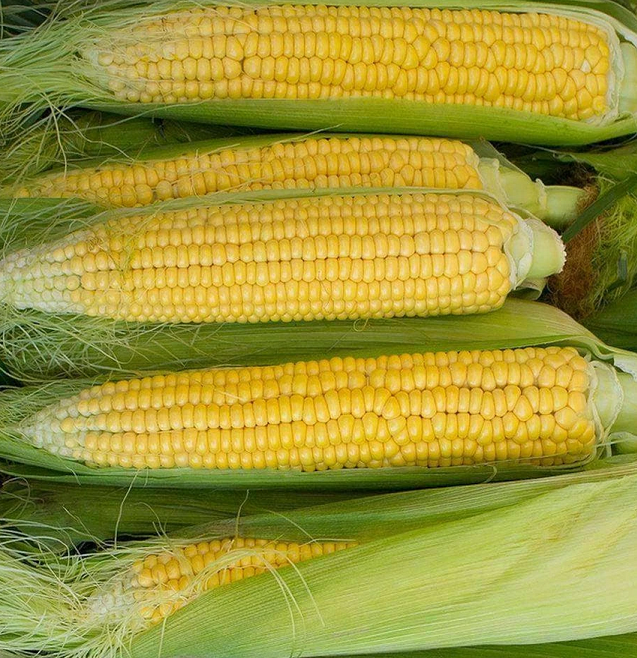 Golden Bantam 12 Row Untreated Heirloom Sweet Corn Seeds by Papaws Garden Supply