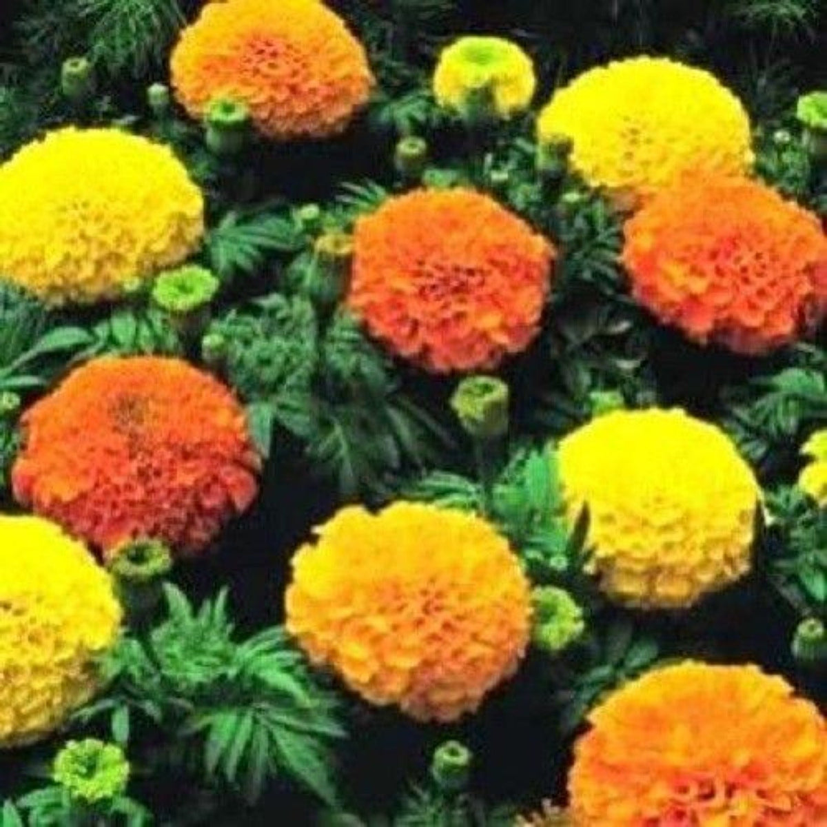 Cracker Jack Series Marigold Flower Seeds by Papaws Garden Supply