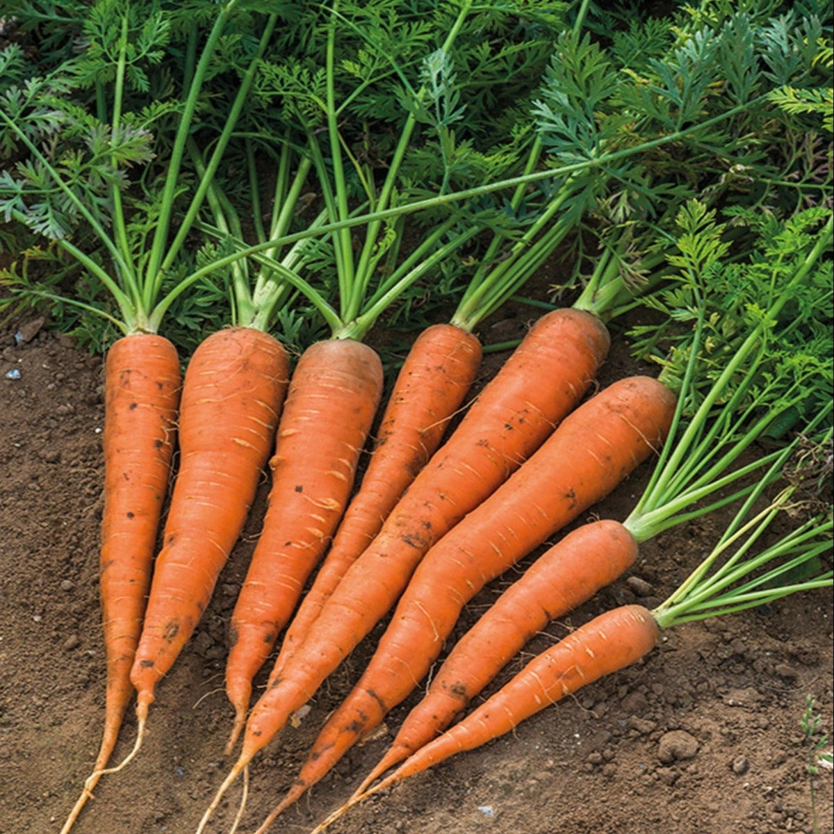 Danvers Heirloom Carrot Seeds by Papaws Garden Supply