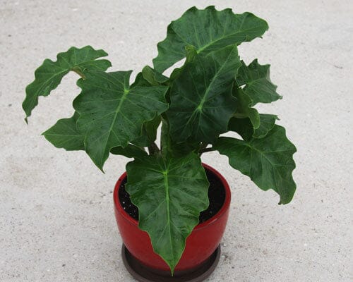 Alocasia Low Rider  Tropical Houseplant in 4" Container from Everglades Farm