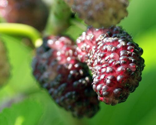 Mulberry Dwarf Everbearing Tree, Fruit Trees from Everglades Farm