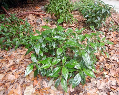 Dwarf Wild Coffee 'Little Psycho' – Compact Native Shrub for Shade Gardens from Everglades Farm