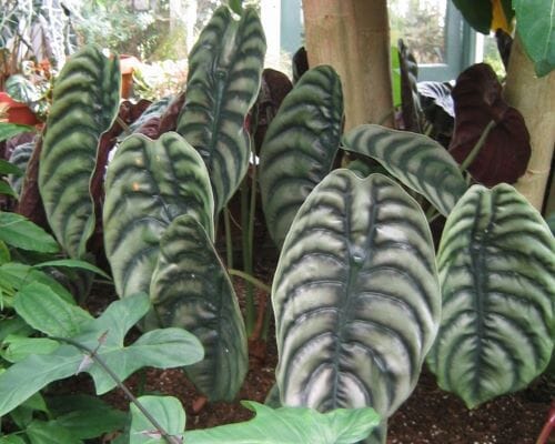 Alocasia Cuprea Red Secret Tropical Houseplant in 4" Container from Everglades Farm