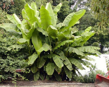 Basjoo Banana Plant – Cold Hardy Tropical Beauty