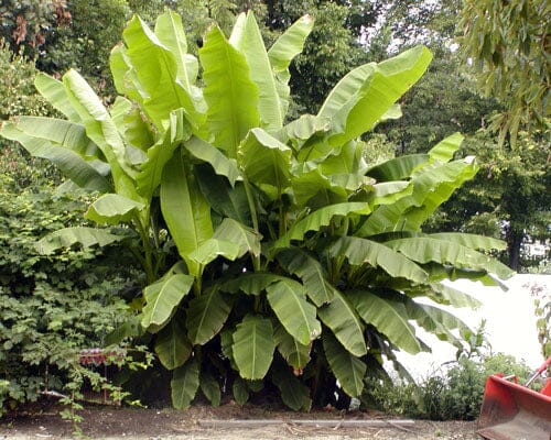 Basjoo Banana Plant – Cold Hardy Tropical Beauty