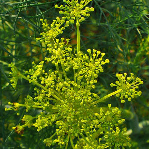 DILL Seeds, Bouquet