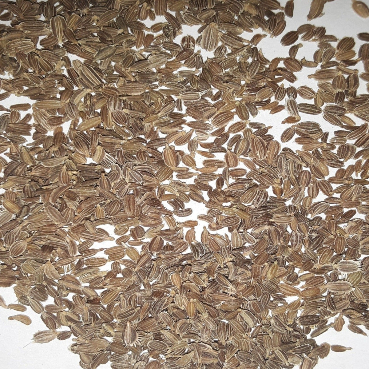 Danvers Heirloom Carrot Seeds, image 2 of 7