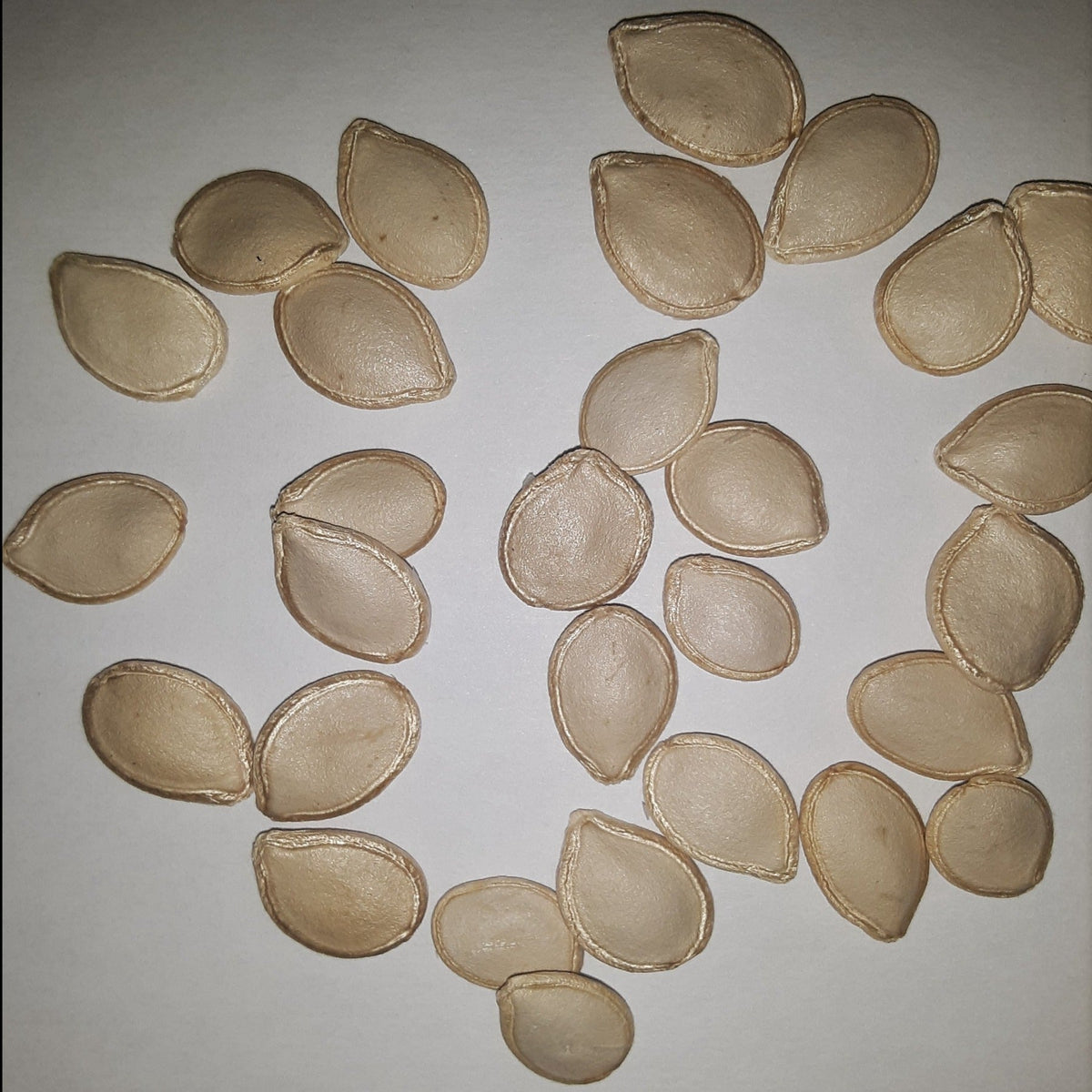 Delicata Bush Winter Squash Seeds, image 2 of 5
