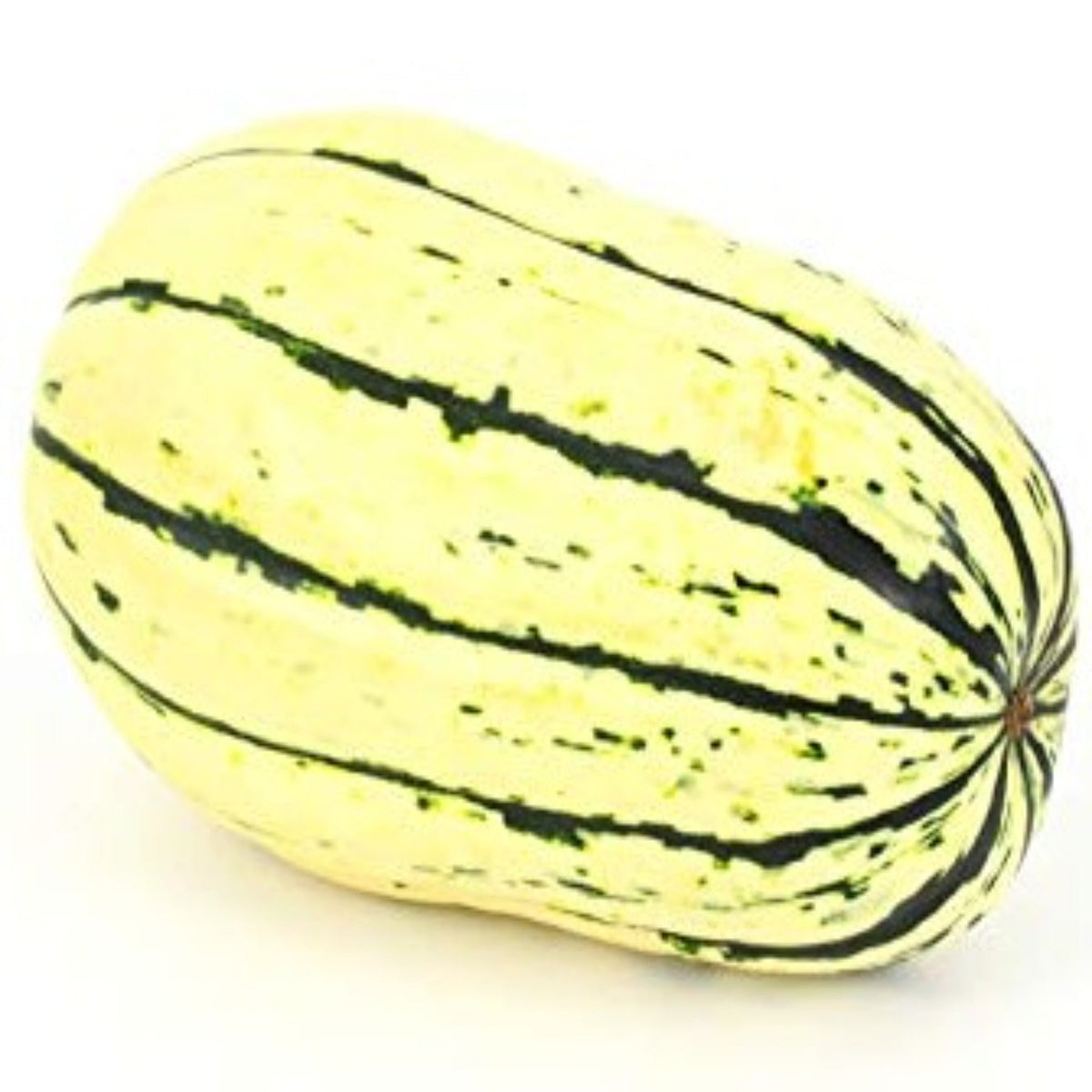 Delicata Winter Squash Seeds by Papaws Garden Supply