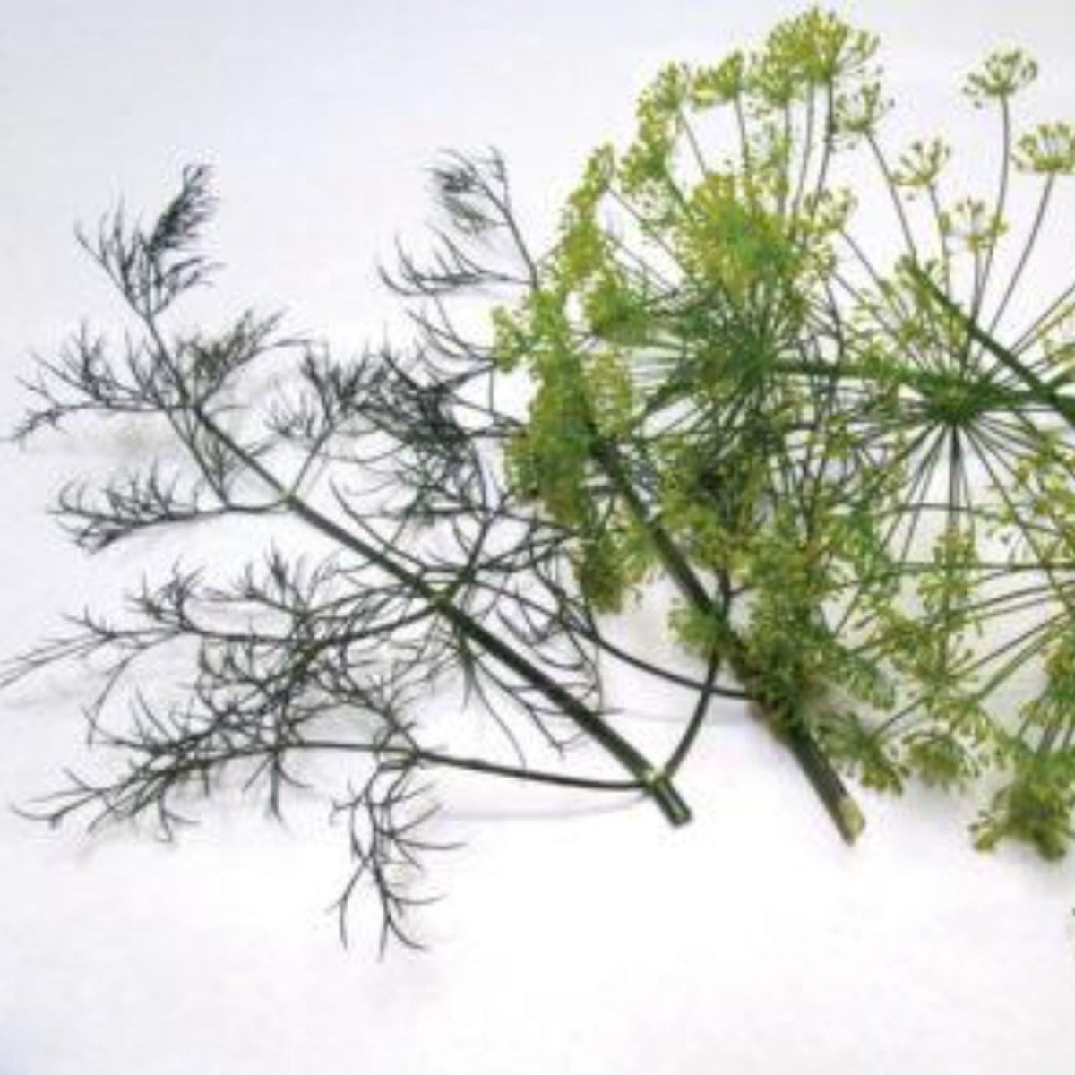 Herb Dill, Long Island Mammoth Seeds by Papaws Garden Supply
