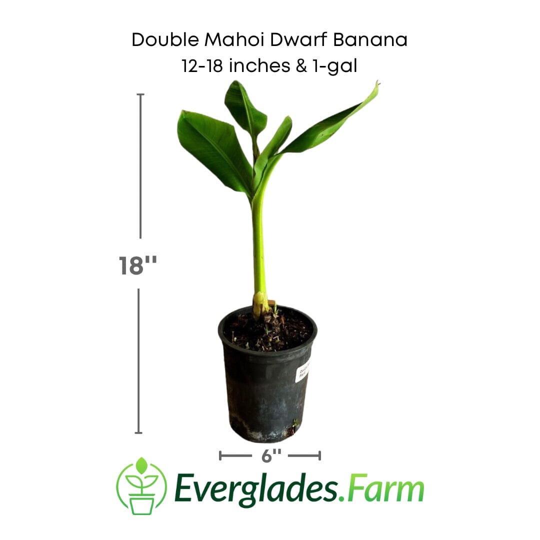 Double Mahoi Dwarf Banana Plant from Everglades Farm