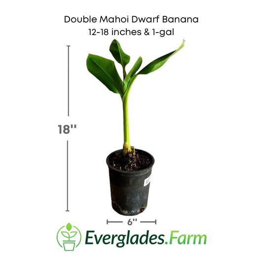 Double Mahoi Dwarf Banana Plant from Everglades Farm