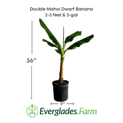 Double Mahoi Dwarf Banana Plant from Everglades Farm