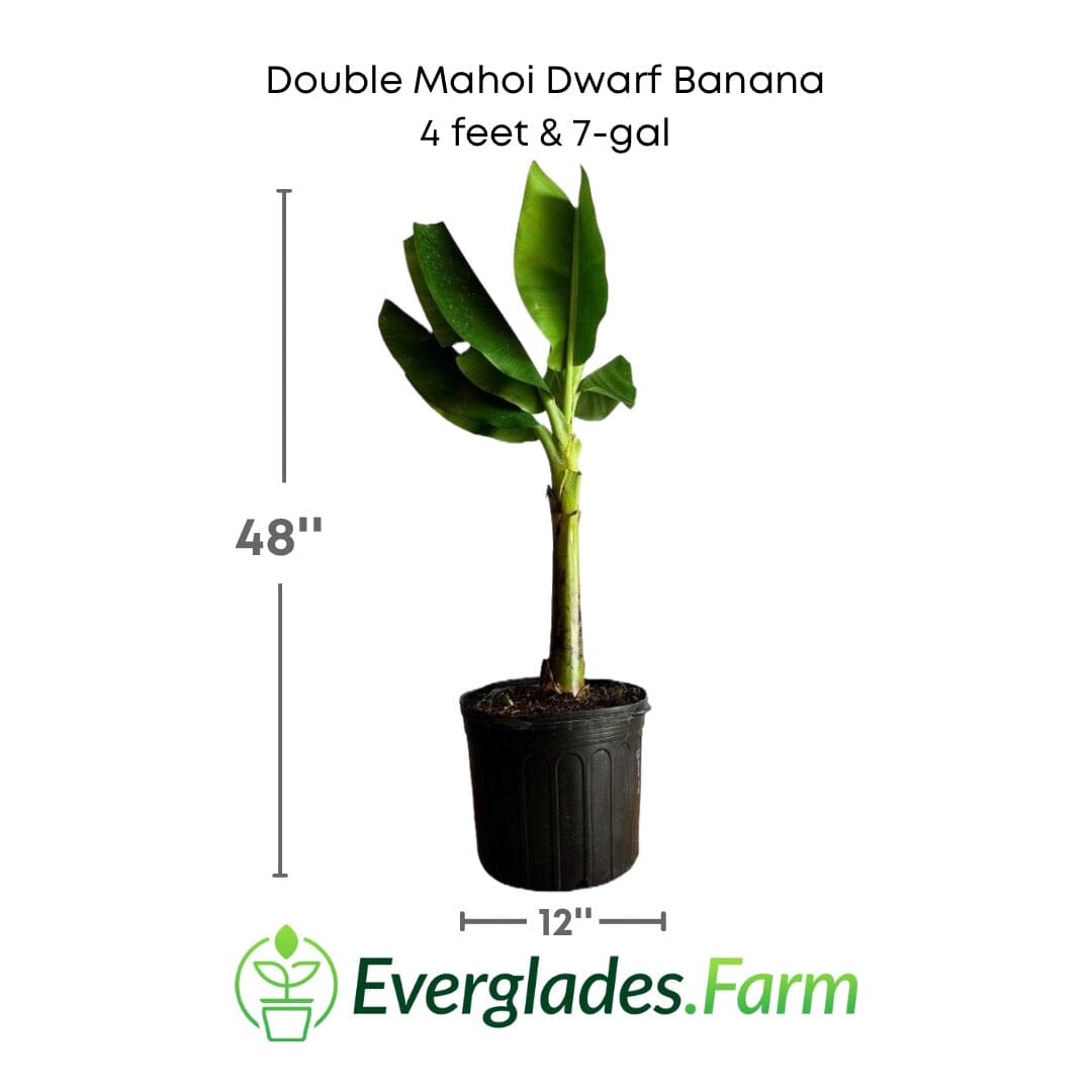 Double Mahoi Dwarf Banana Plant from Everglades Farm
