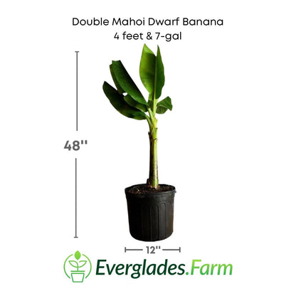 Double Mahoi Dwarf Banana Plant from Everglades Farm