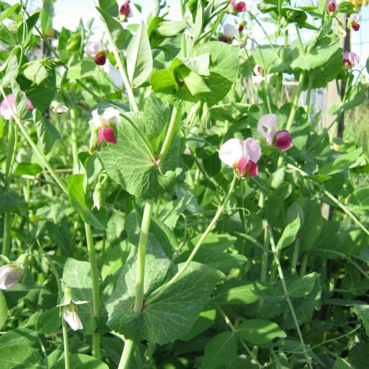 Dwarf Grey Sugar Snow Pea Seeds by Papaws Garden Supply