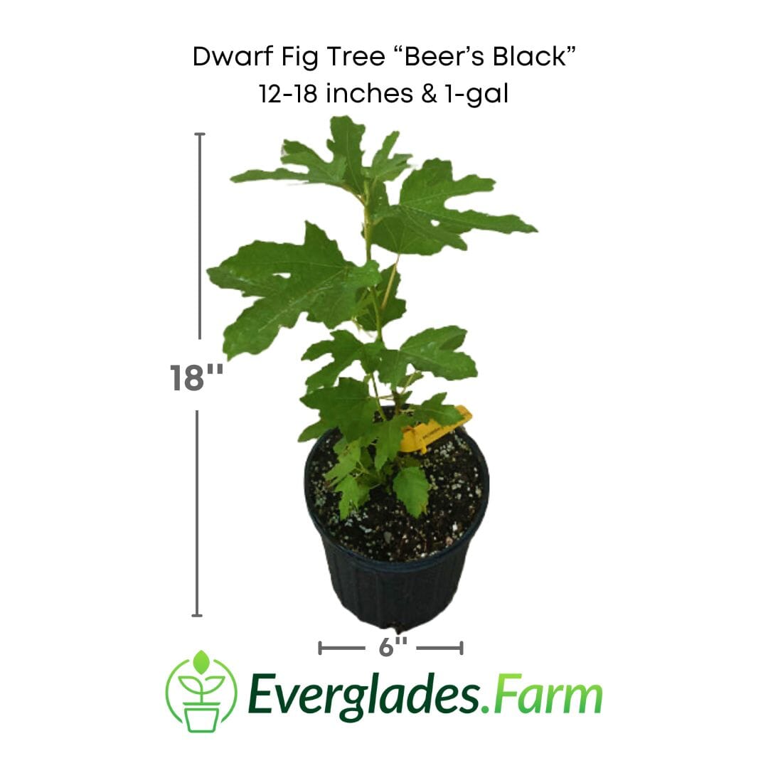 Dwarf Fig Tree "Beer's Black" from Everglades Farm