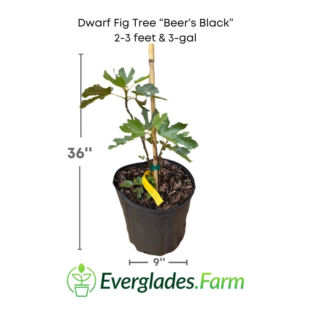 Dwarf Fig Tree "Beer's Black" from Everglades Farm