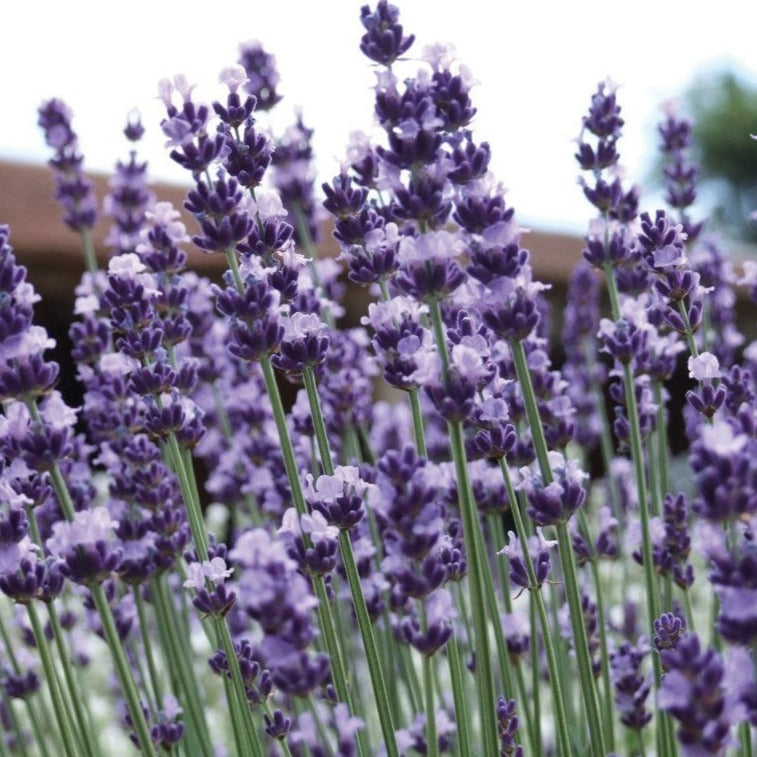 Vera Lavender by MIgardener