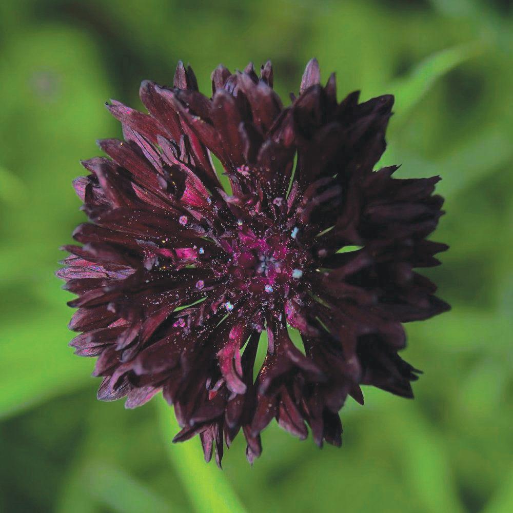 Bachelor's Buttons Black by MIgardener