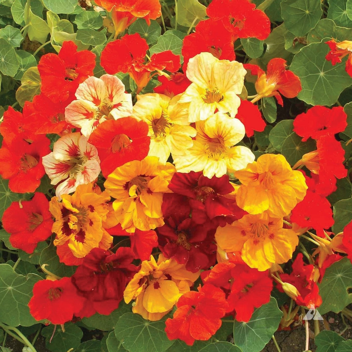 Jewel Mix Nasturtium by MIgardener