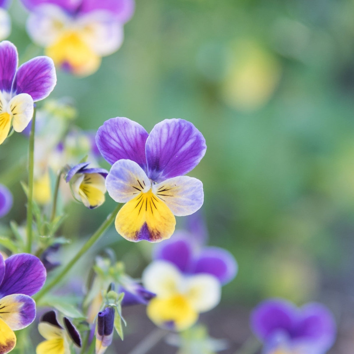 Johnny Jump Up Viola by MIgardener