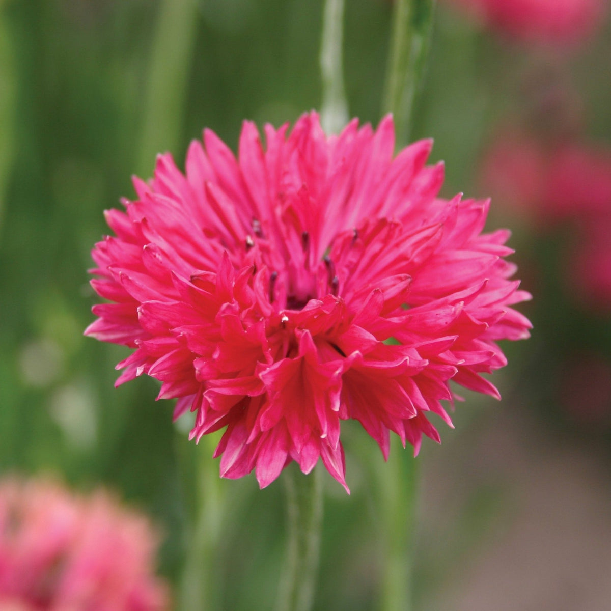 Bachelor's Buttons Red by MIgardener