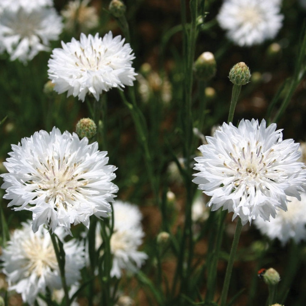 Bachelor's Buttons White by MIgardener