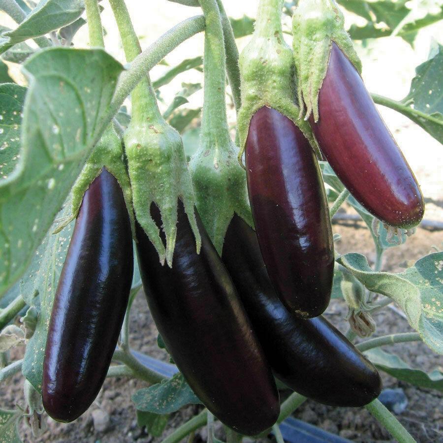 Little Fingers Eggplant by MIgardener