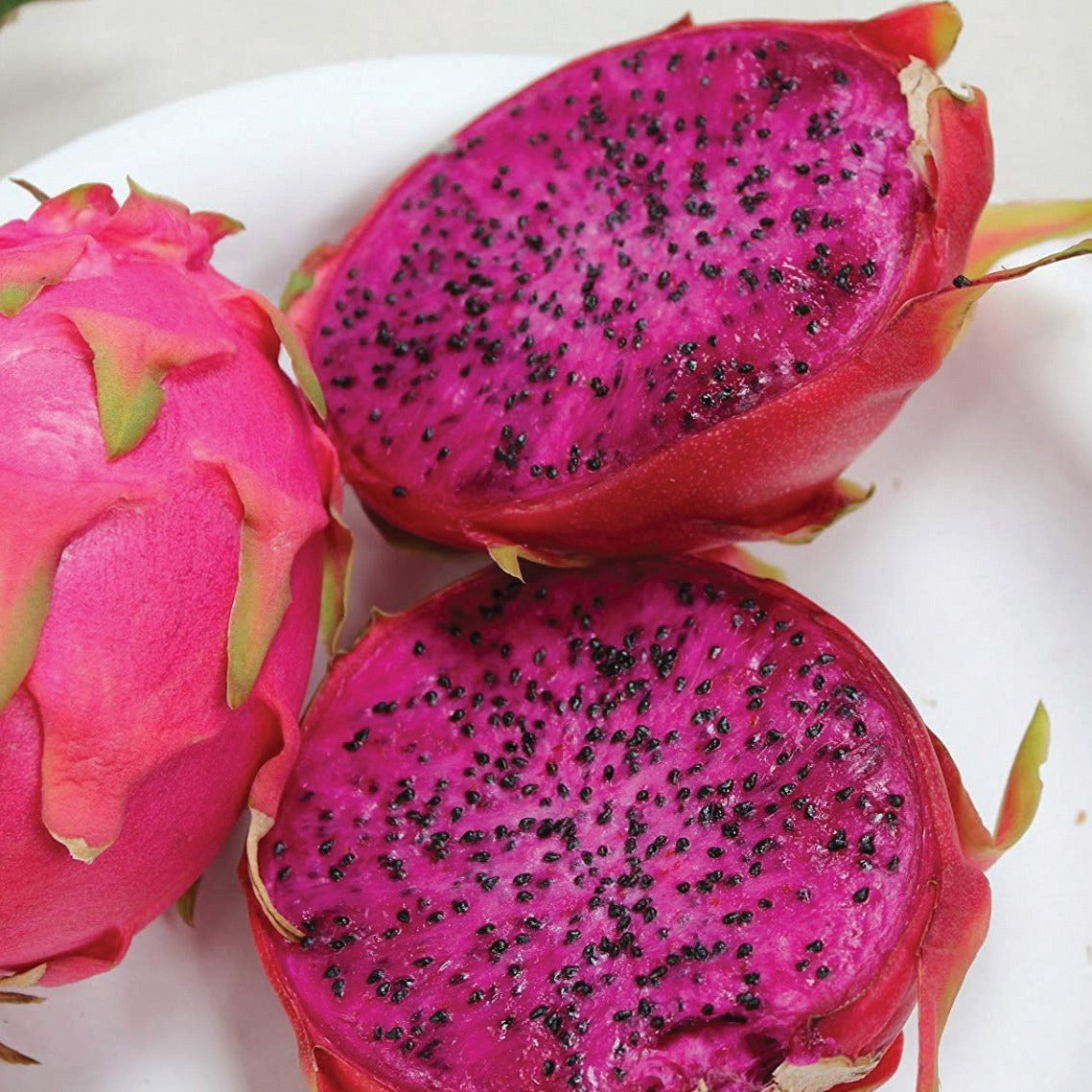 Purple Dragonfruit by MIgardener