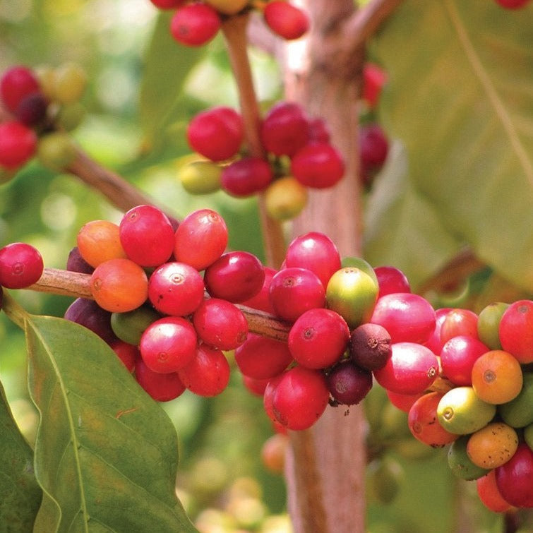 Coffee Seeds (coffea arabica) by MIgardener