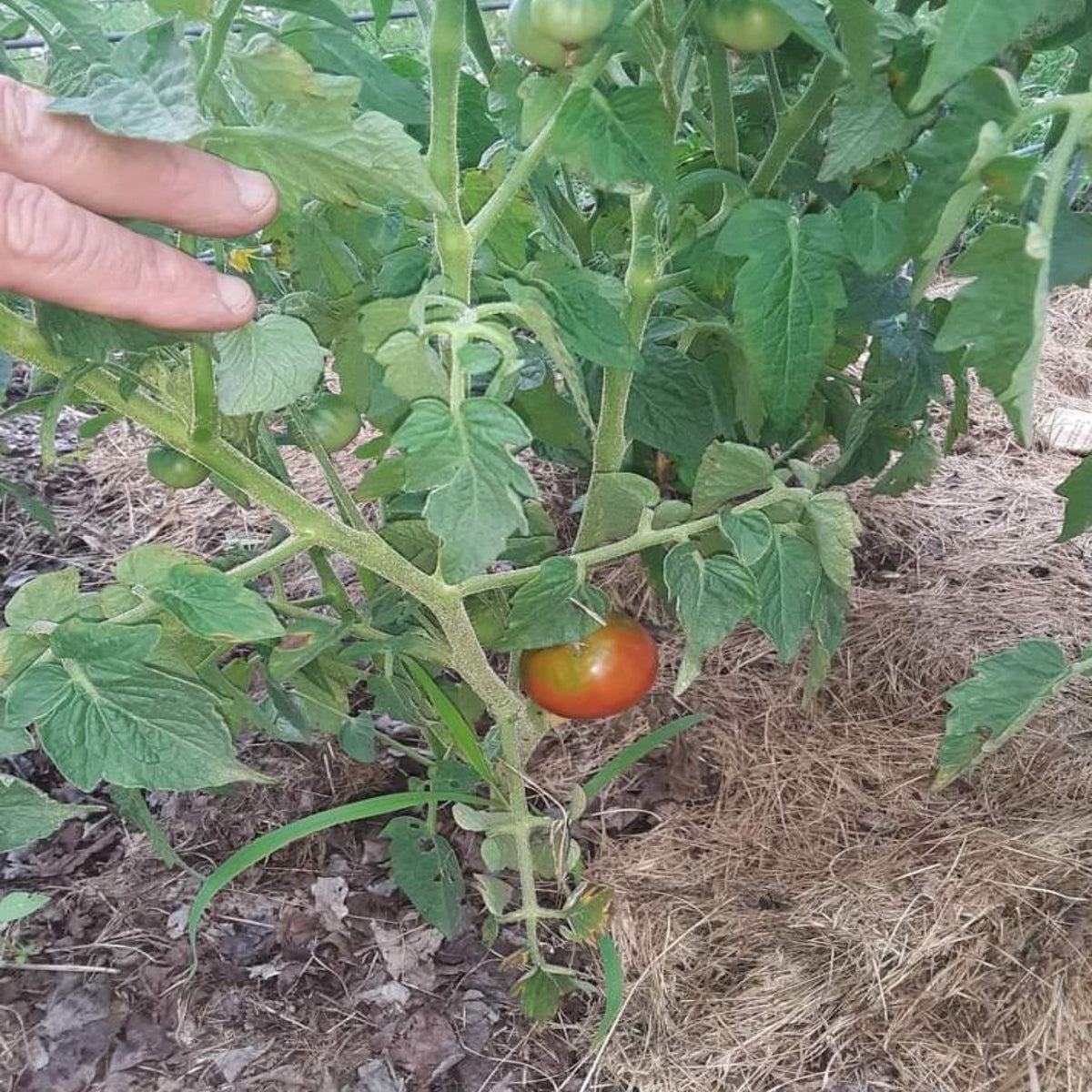 Papaw's Dwarf Pixie Tomato Seeds, image 3 of 6