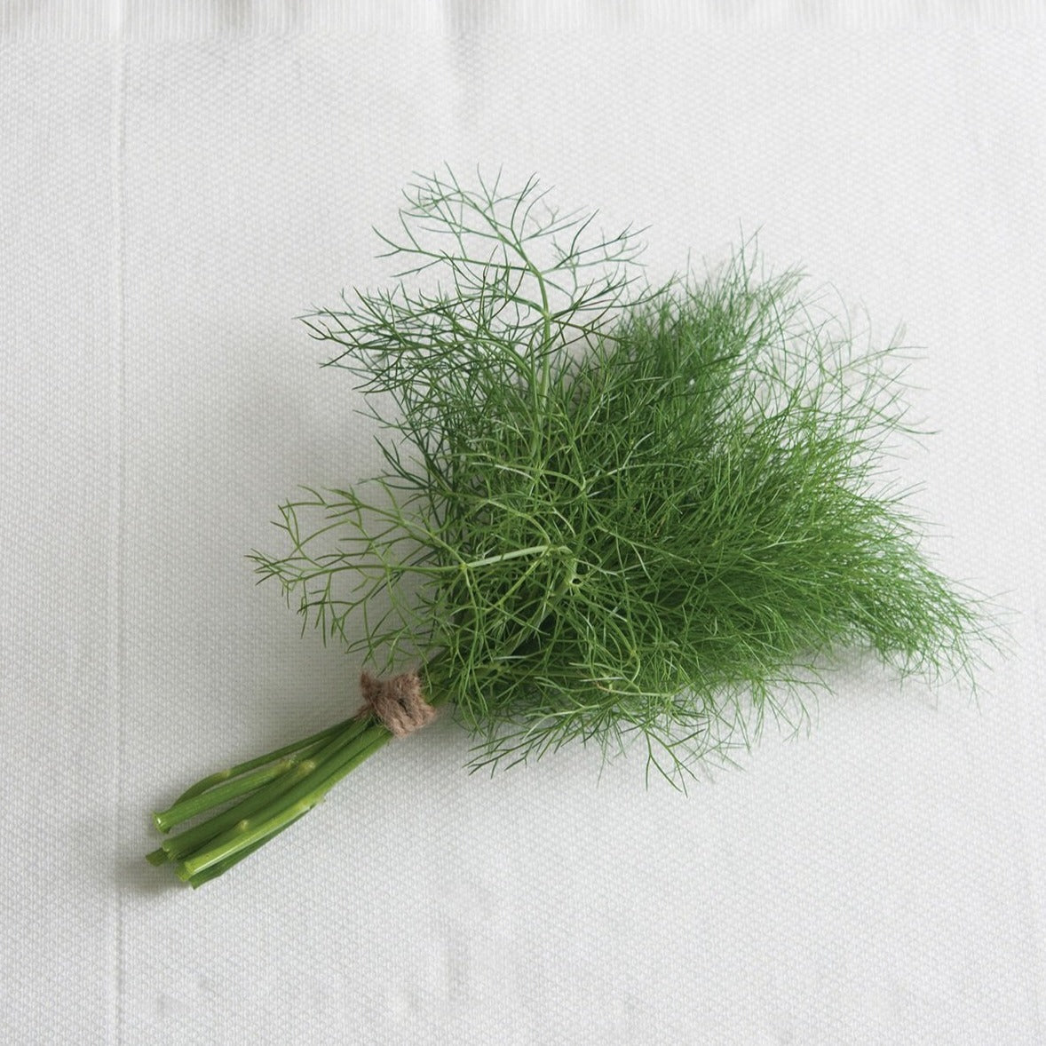 Grosfruchtiger Leaf Fennel by MIgardener