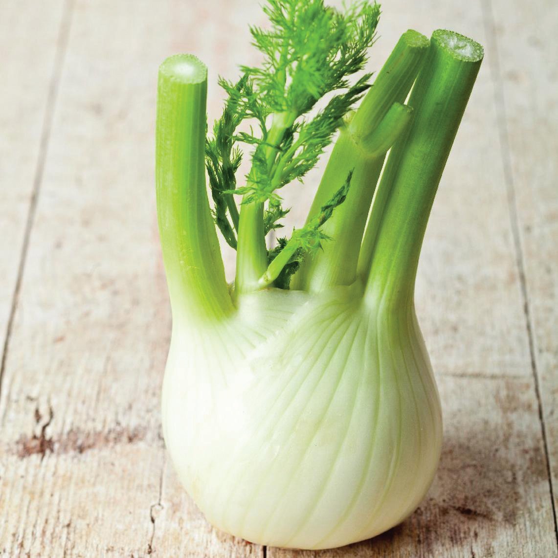Florence Fennel by MIgardener