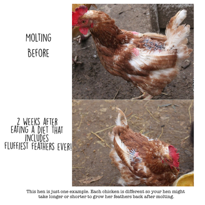 Fluffiest Feathers Ever! Chicken Feed Supplement For Great Feathers from Dahlia Pets