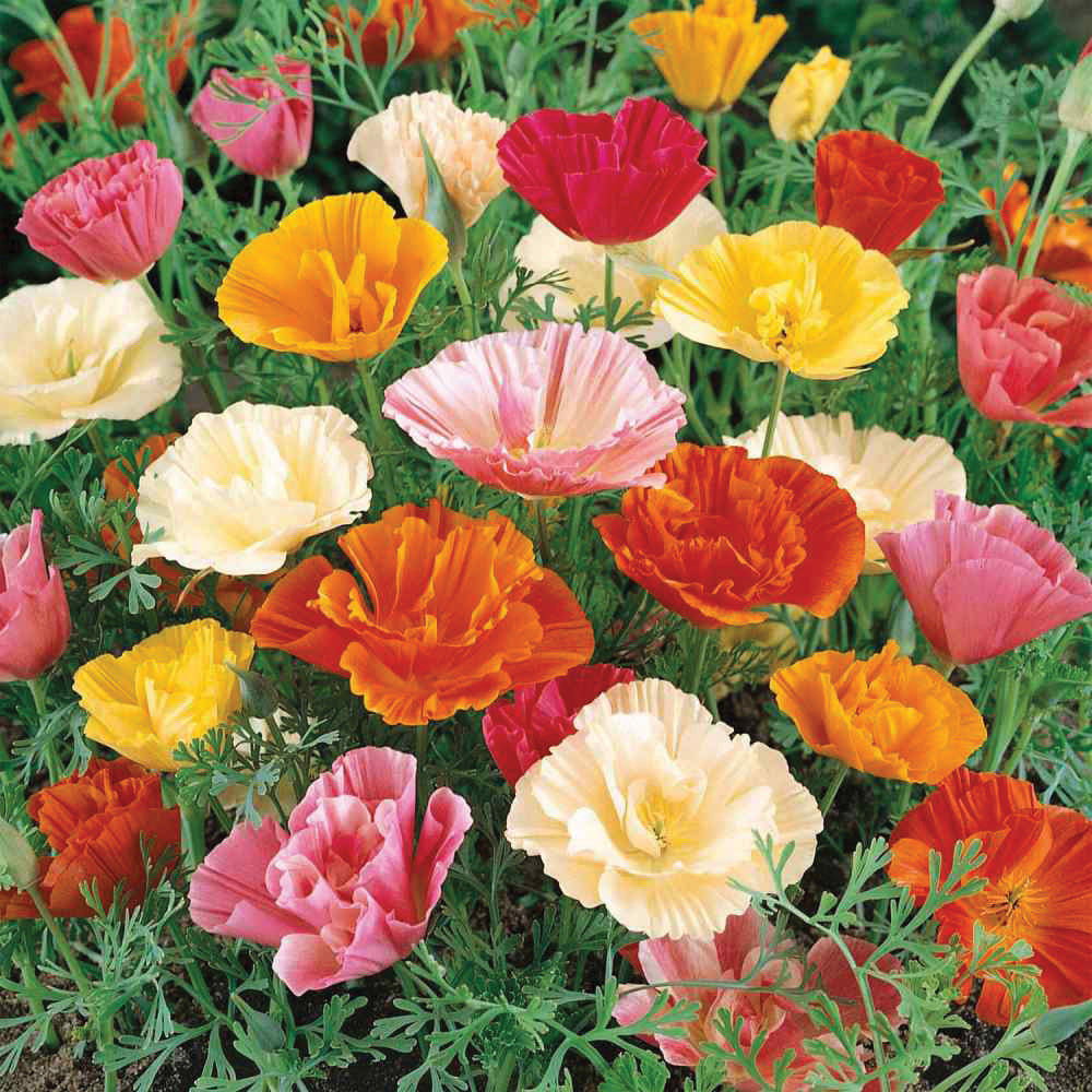 Papaver Poppy Mix by MIgardener