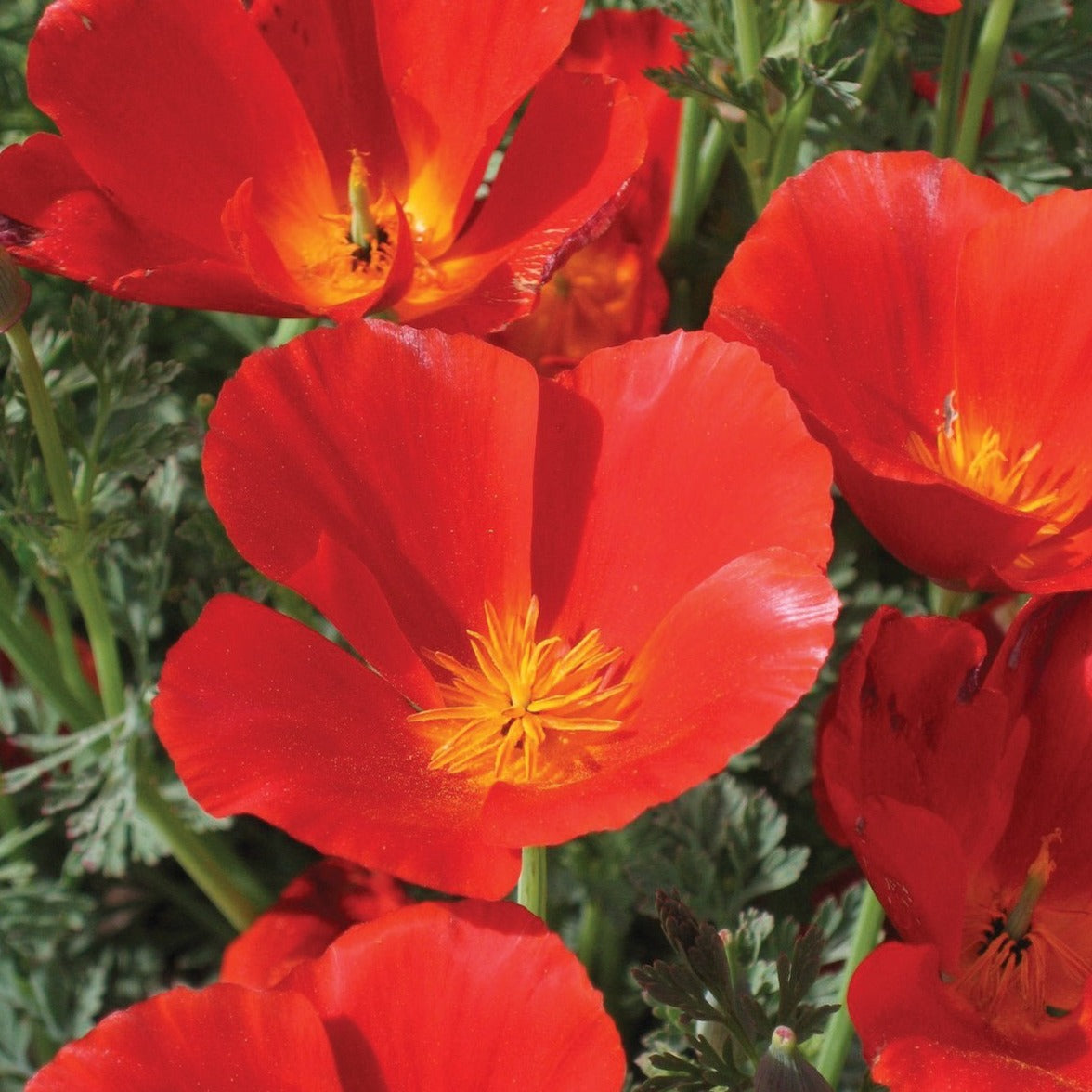 Red California Poppy by MIgardener