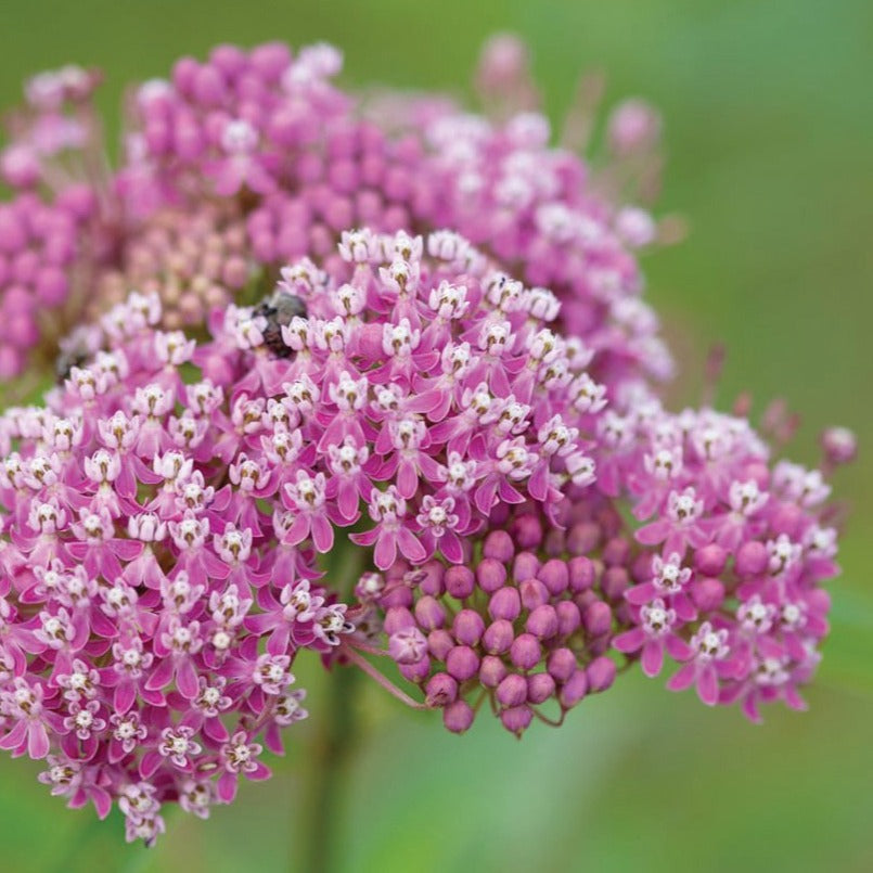 Swamp Milkweed by MIgardener