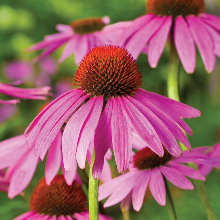 Purple Coneflower (Echinacea) by MIgardener