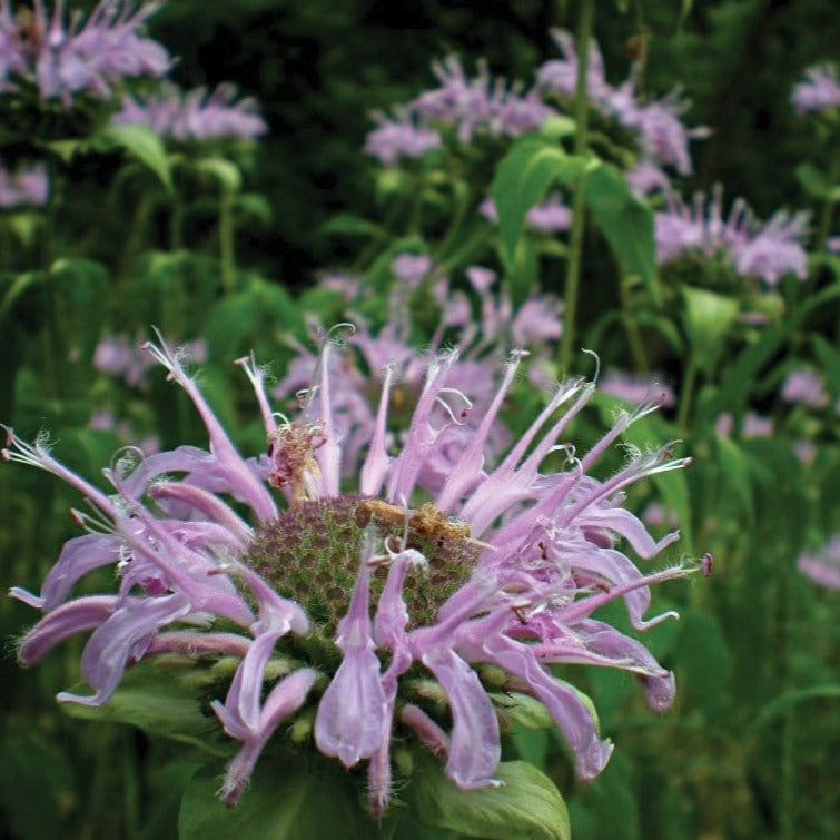 Wild Bergamot "Bee Balm" by MIgardener