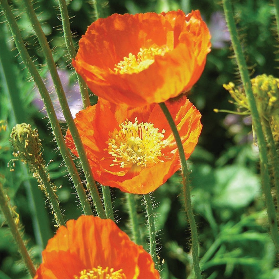 Iceland's Finest Poppy by MIgardener