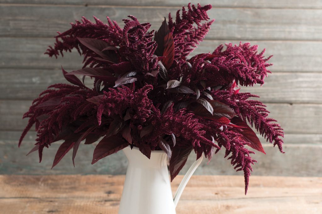 Red Spike Amaranth by MIgardener