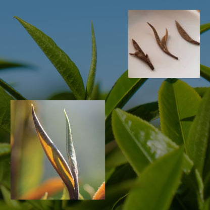 Ceylon Silver Tips Tea | Loose Leaf White Tea