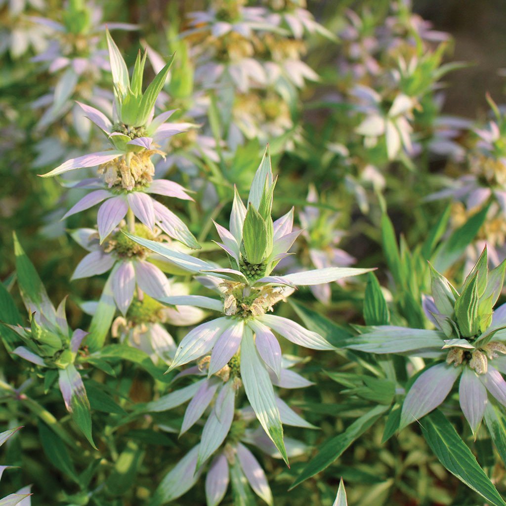 Spotted Wild Bergamot "Bee Balm" by MIgardener