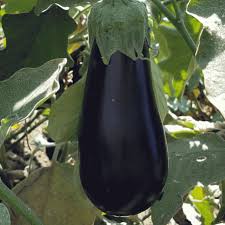 Black Beauty Heirloom Egg Plant Seeds by Papaws Garden Supply
